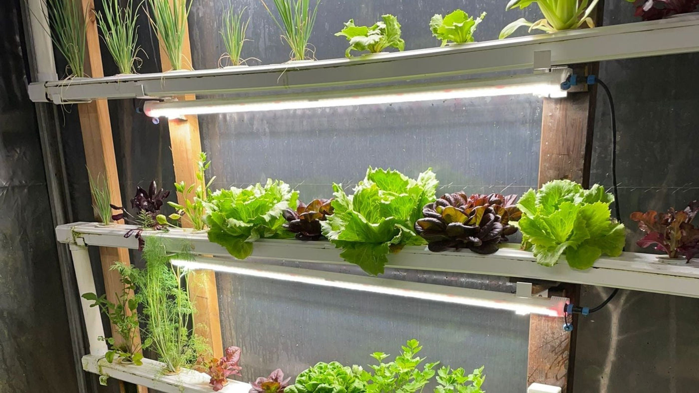 How to Choose The Right Growing Light for Your Hydroponic System