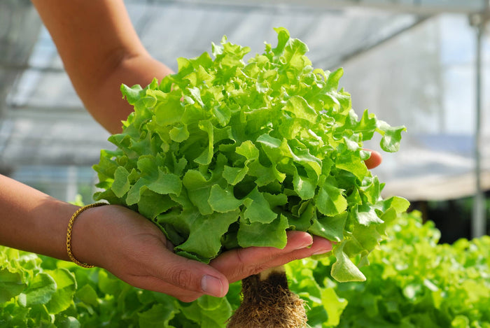 10 Easy Steps for Harvesting Your Hydroponic Herbs and Leafy Greens in