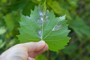 Managing Downy Mildew in Hydroponic Systems