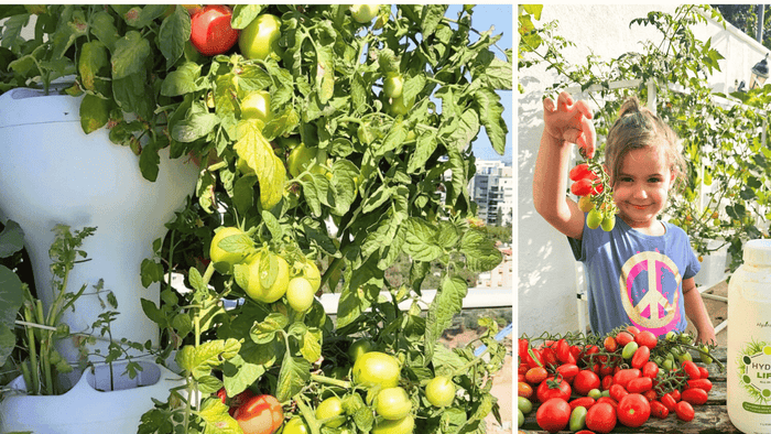The Ultimate Hydroponic Tomato Guide: Best Systems, Growing Tips & Pro