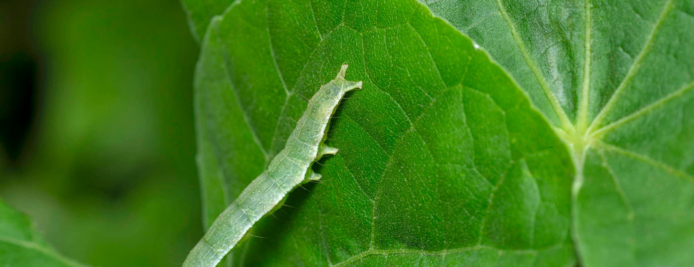 Managing Cabbage Loopers in Hydroponic Systems