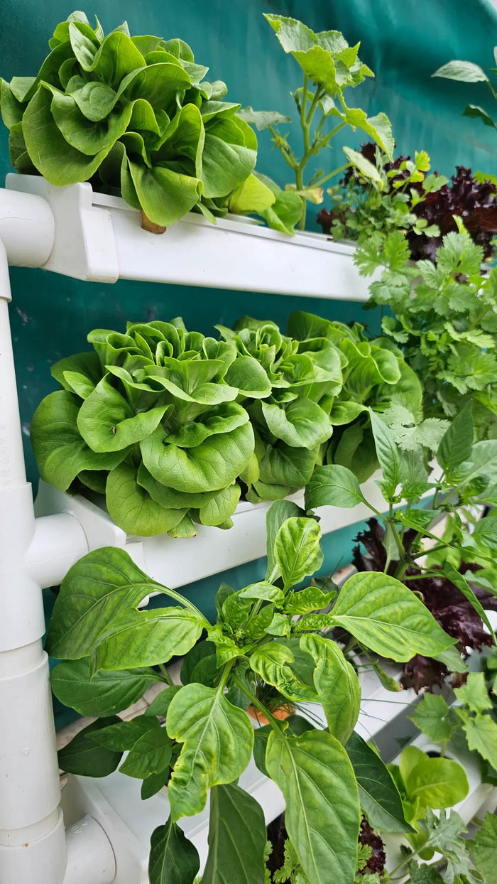 What Hydroponic System to Choose When Growing Vegetables? A Complete G