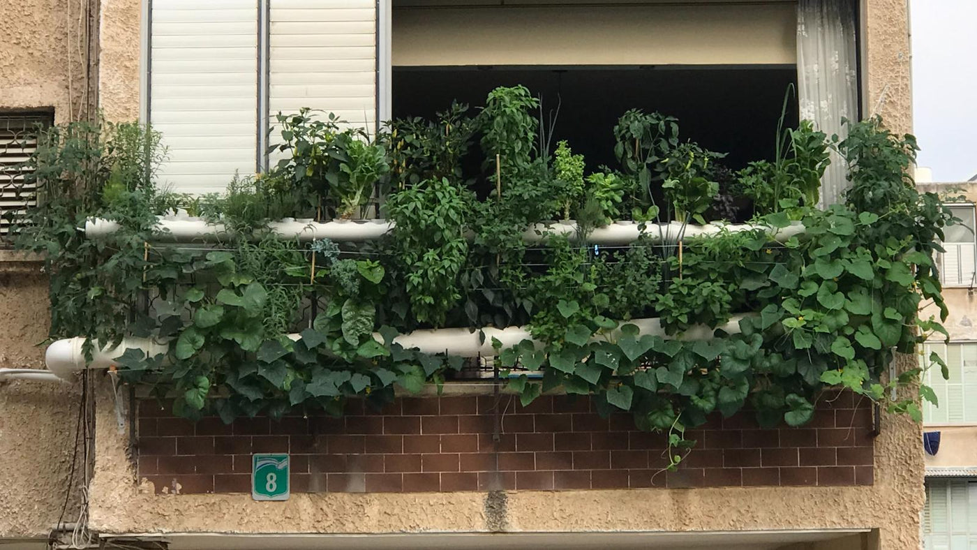 Unlocking the Secret Garden: Why Root Zone Access is Your Hydroponic S