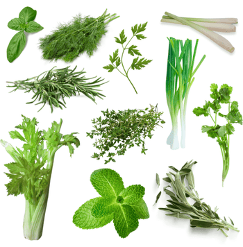 NatureTech_Hydroponics_grow_mini_herbs