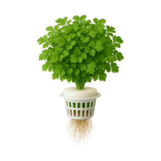 Cilantro