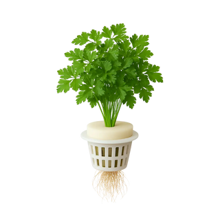 Parsley