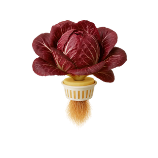 Radicchio