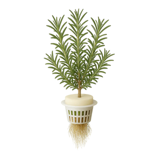 Rosemary