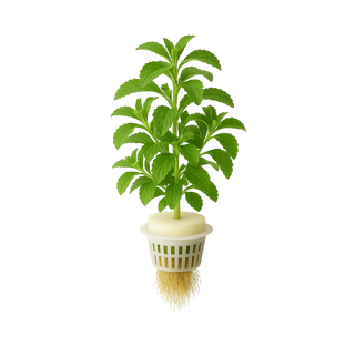 Stevia