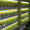 Wally 32 – Hydroponic Vertical System for Growing 32 Greens and Fruits