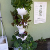 Airponic Fruit - Hydroponic Tower Garden System