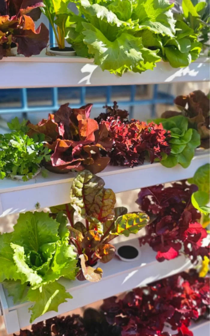 A Homie Smart garden grown by a NatureTech customer.