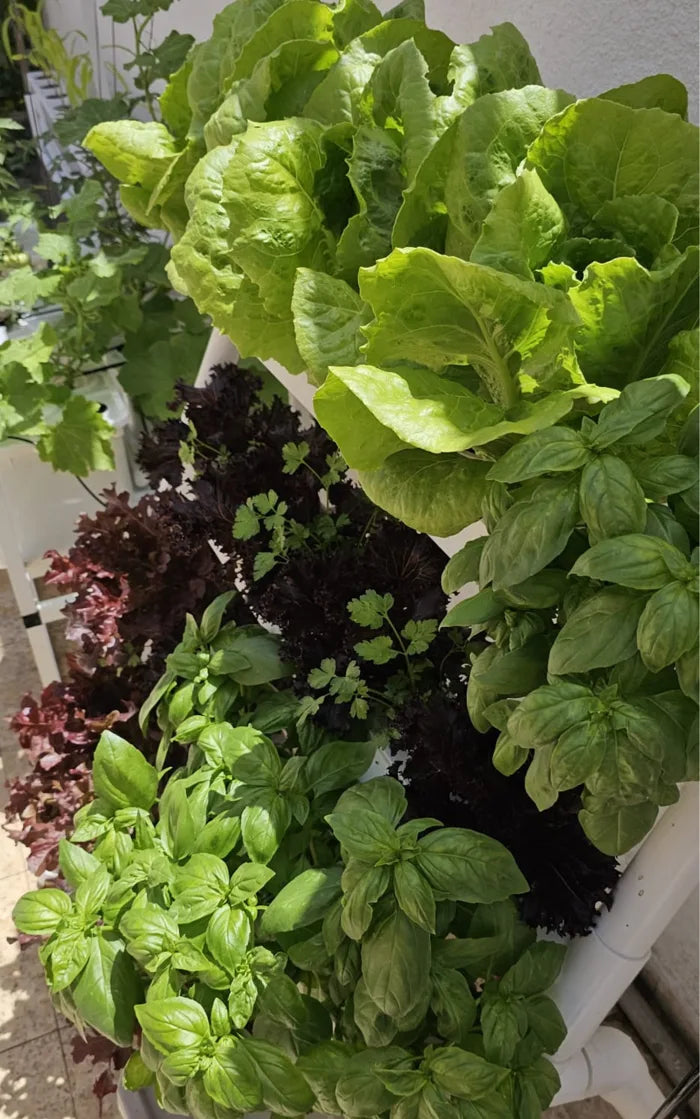 A Homie Smart garden grown by a NatureTech customer.