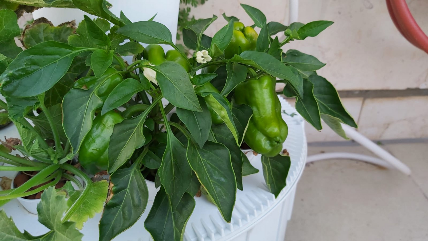 Seed to Harvest: How Long Do Plants Take to Grow in a Hydroponic System?