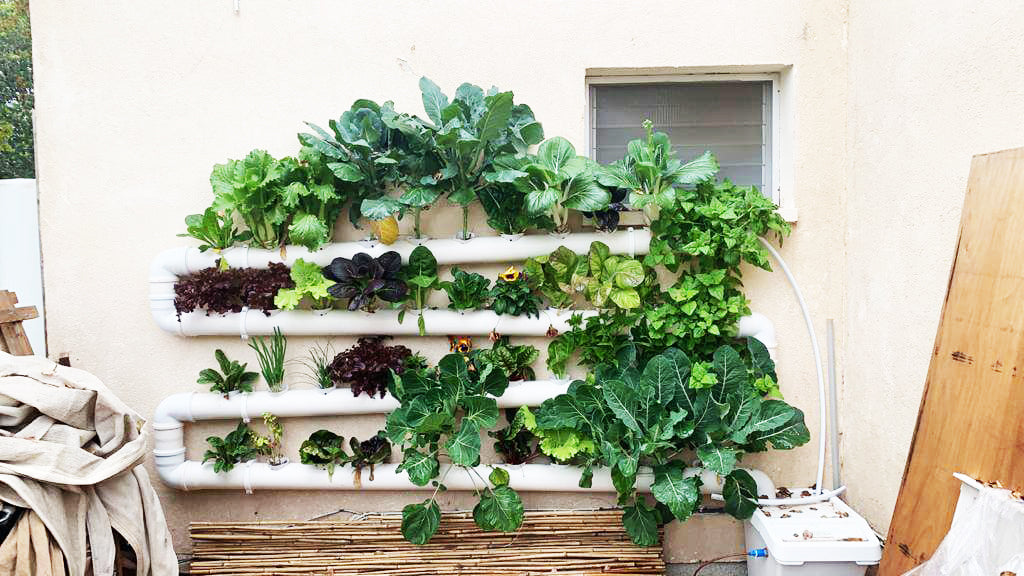 Growing Indoors vs. Outdoors: Navigating Hydroponic Gardening Requirem