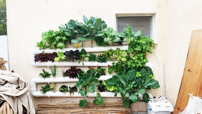 Growing Indoors vs. Outdoors: Navigating Hydroponic Gardening Requirem