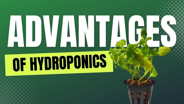 Advantages of Hydroponics