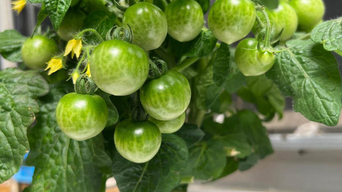 Grow All Year Round: Hydroponics as a Smart Alternative to Greenhouse