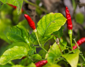 Hydroponic Hot Peppers: Growing Conditions, Benefits, and Expert Culti