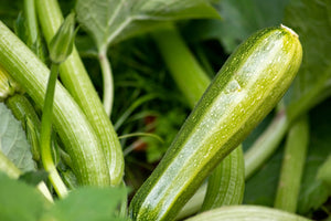 Mastering Hydroponic Zucchini: How to Grow High-Yield Zucchini in Cont