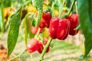 Hydroponic Bell Pepper Growing Guide: Optimal Conditions and Benefits