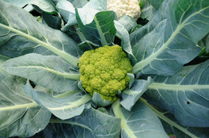 Hydroponic Cauliflower: Mastering Soil-Free Cultivation for High-Yield