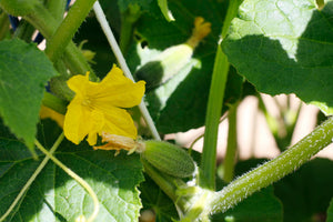 Hydroponic Cucumber Growing Guide: A Step-by-Step Approach to High Yie