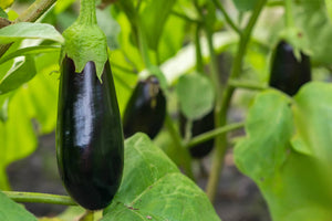 Hydroponic Eggplant Cultivation: How to Grow High-Yield Eggplants in a