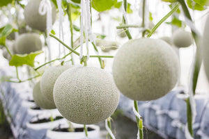Hydroponic Melon Cultivation: Grow Sweet, Juicy Melons with Precision