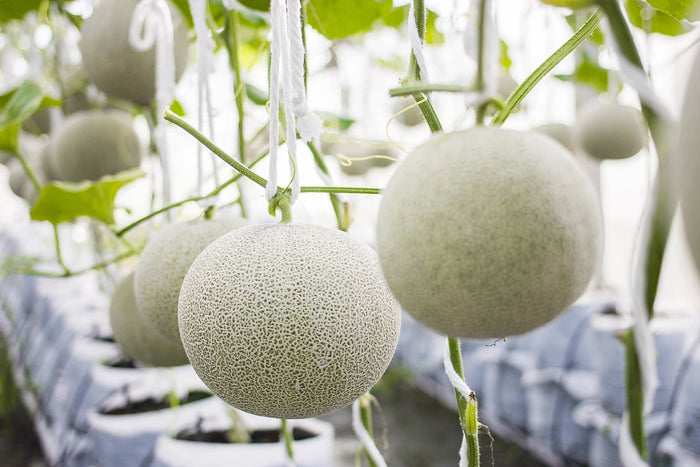 Hydroponic Melon Cultivation: Grow Sweet, Juicy Melons with Precision