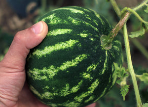 Hydroponic Watermelon: A Complete Guide to Growing Sweet, Juicy Waterm