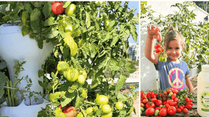 The Ultimate Hydroponic Tomato Guide: Best Systems, Growing Tips & Pro