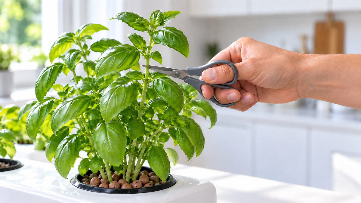 A hand cutting a basil stem with small scissors, on a plant growing in clay pebbles in a white hydroponic system