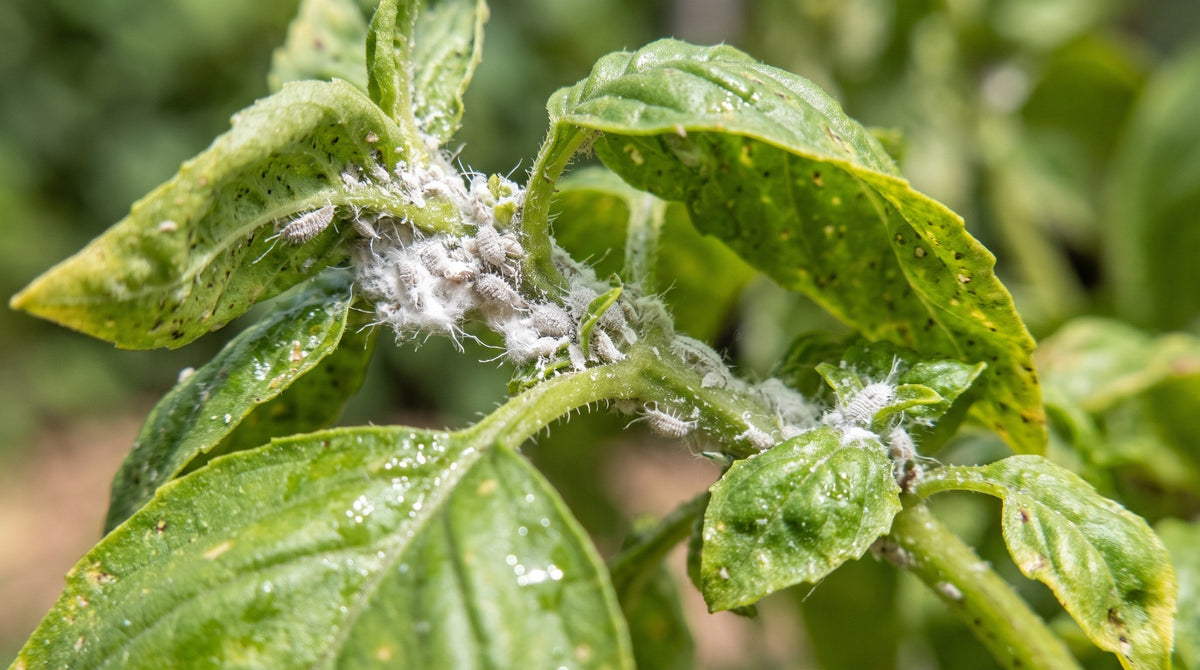 A dense colony of white, waxy mealybugs along a basil stem and the veins of a leaf.