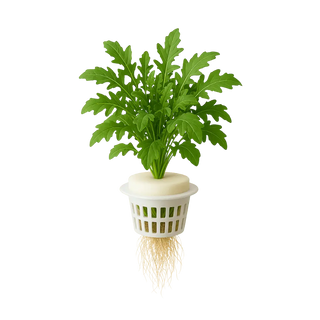 Arugula