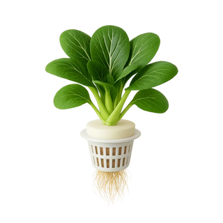 Bok Choy
