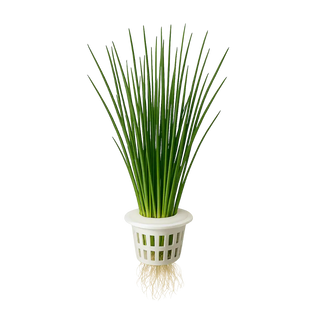 Chives