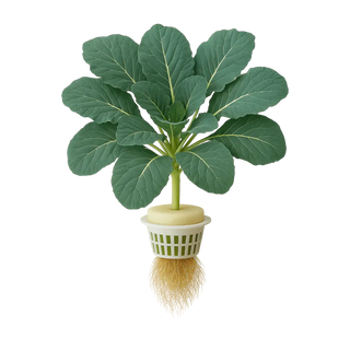Collard Greens