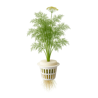 Dill