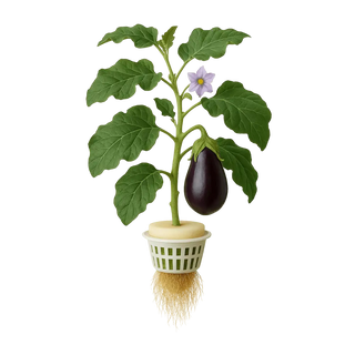 Eggplant
