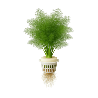 Fennel (leaf)