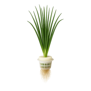 Garlic Chives