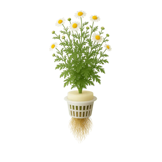 German Chamomile