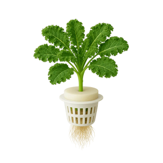 Kale