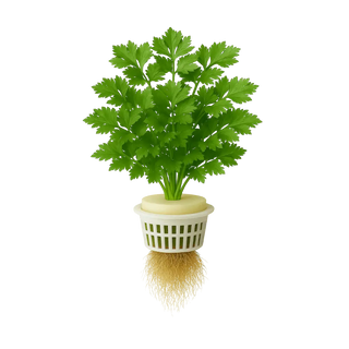 Leaf Celery