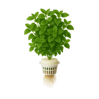 Lemon Balm