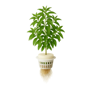 Lemon Verbena