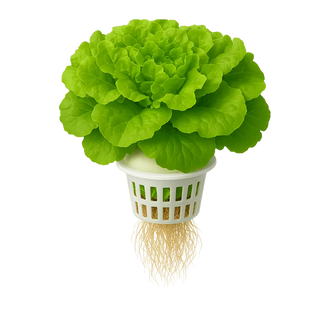 Lettuce