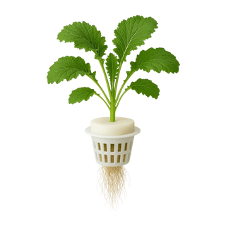 Mustard Greens