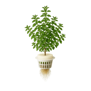 Oregano